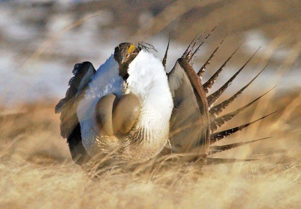 Sage Grouse Protection